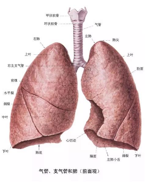 肺 尖 肋膜 增 厚